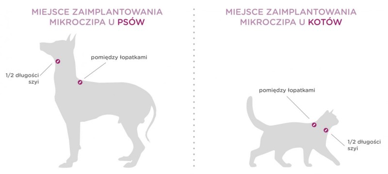miejsce-implantacji-czipa-u-zwierzat